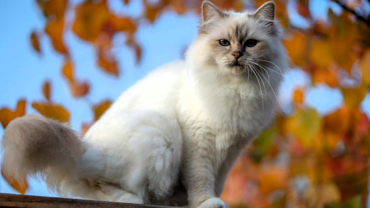 �1757514 �������(a): ����������:3840x2160